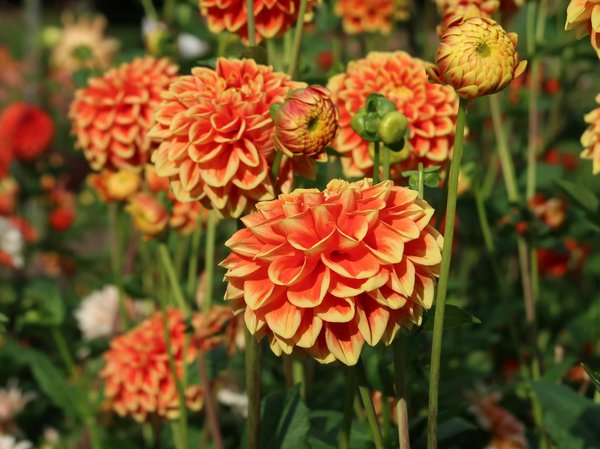 Découvrez la pergola bioclimatique : confort et design alliant esthétique et fonctionnalité