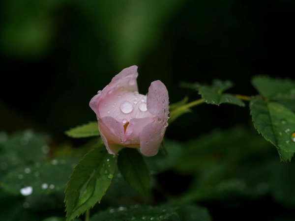 Découvrez le service de ménage à domicile de centre services