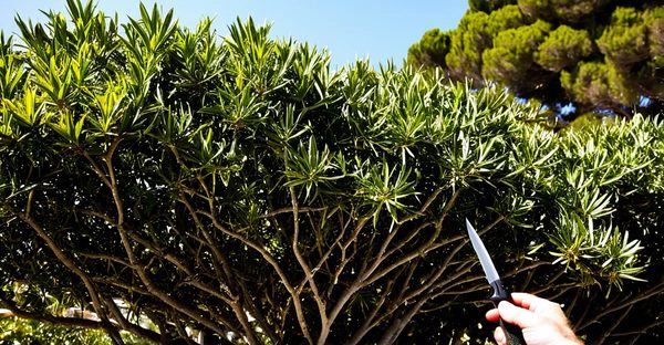 Élagage à cannes : embellissez votre jardin en toute sécurité